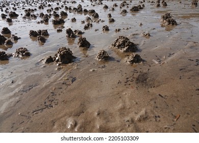 Lugworms Or Sandwort. Arenicola Marina. Large Marine Worm Of The Phylum Annelida. Coiled Castings On A Sandy Beach. Used As Fishing Bait.