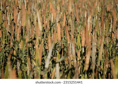 luiz eduardo magalhaes, bahia, brazil - june 5, 2023: plantation of sorghum - sorghum bicolor - in a farm in western Bahia. - Shutterstock ID 2315251441