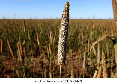 luiz eduardo magalhaes, bahia, brazil - june 5, 2023: plantation of sorghum - sorghum bicolor - in a farm in western Bahia. - Shutterstock ID 2315251443