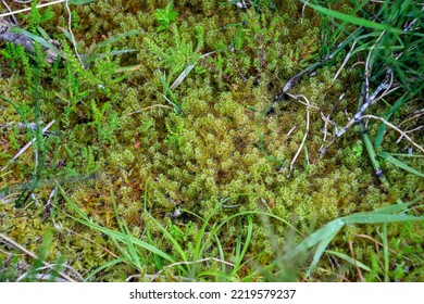 Lullymore, Co. Kildare, Ireland, 07-11-2019. Sphagnum Moss On The Bog Of Allen. Sphagnum Transfer Restoration Has Been Successfully Applied Here.