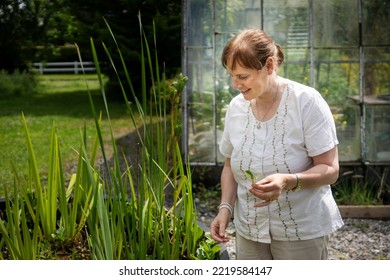 Lullymore, Co. Kildare, Ireland, Catherine O'Connell, Director Of The Irish Peatland Conservation Council. The Organization Aims To Preserve Some Of Ireland's Peat Bogs For The Future.