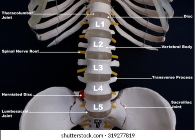 Lumbar Region Of Spine