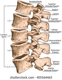 Lumbar Spine Stock Images, Royalty-Free Images & Vectors | Shutterstock