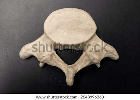 Lumbar Vertebra Bone Model Viewed from Above