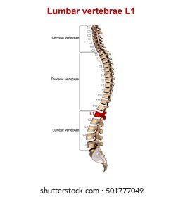 L1-l3 Images, Stock Photos & Vectors | Shutterstock