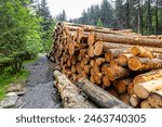 Lumber in Snake woodlands, a great forest to explore, just along the Peak District