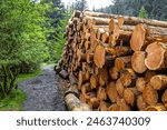 Lumber in Snake woodlands, a great forest to explore, just along the Peak District