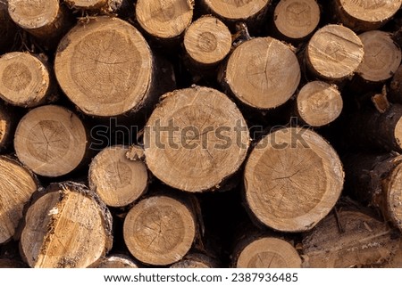 Lumber wood. Firewood, sawn cut trees, logs close up background texture. Timber harvesting. Deforestation, forest destruction