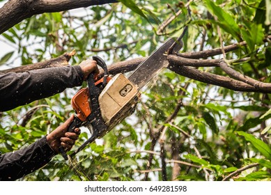 Lumberjack In A Black Shirt Sawing A Chainsaw On Mango Tree.