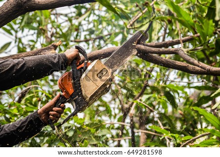 Lumberjack in a black shirt sawing a chainsaw on mango tree.