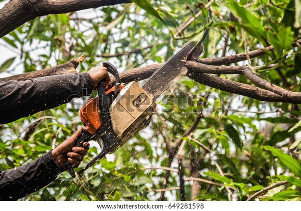 Lumberjack in a black shirt sawing a chainsaw on\
mango tree.