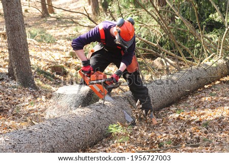 a lumberjack with a chainsaw cutting trees in the forest