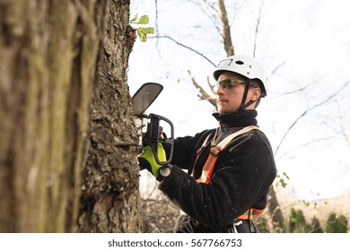 Lumberjack With Chainsaw And Harness Pruning A Tree.