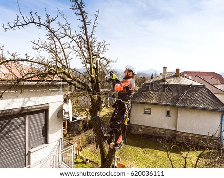 Lumberjack with chainsaw and harness pruning a tree.