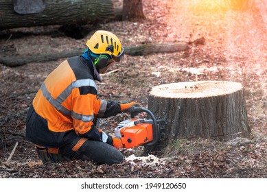 Lumberjack with chainsaw is shortening  a stump of sawed linden tree in linden alley. Removing diseased tree. In the bokeh background is Forest machine, that take away sawed trunk. 