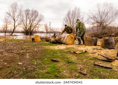 El leñador es cortar, dividir troncos de árboles Grandes, usando motosierra profesional cortando tocones recién cortados de árboles en el suelo forestal a la orilla del río, textura de la madera, madera, madera dura, leña.