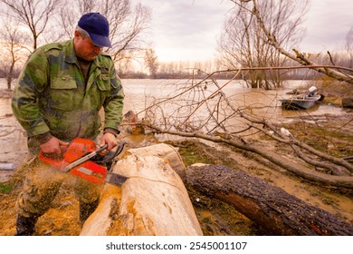 Lumberjack is chopping, split large tree trunks, using professional chainsaw slicing freshly cut stump of trees on the forest ground at river bank, lumber texture, wooden, hardwood, firewood.