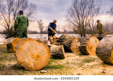 Lumberjack is chopping, split large tree trunks, using professional chainsaw slicing freshly cut stump of trees on the forest ground at river bank, lumber texture, wooden, hardwood, firewood.