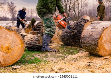 Lumberjack is chopping, split large tree trunks, using professional chainsaw slicing freshly cut stump of trees on the forest ground at river bank, lumber texture, wooden, hardwood, firewood.