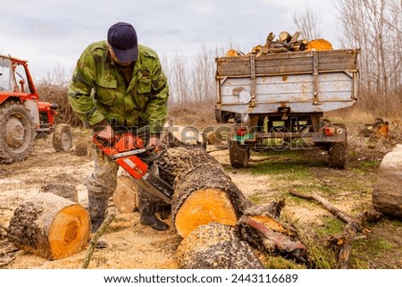 Lumberjack is chopping, split large tree trunks, using professional chainsaw slicing freshly cut stump of trees on the forest ground, lumber texture, wooden, hardwood, firewood.