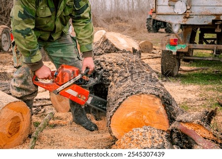Lumberjack is chopping, split large tree trunks, using professional chainsaw slicing freshly cut stump of trees on the forest ground, lumber texture, wooden, hardwood, firewood.