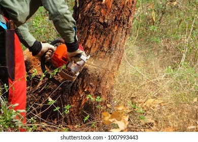 Lumberjack cutting down tree with chainsaw. Sawing a pine tree with timber damaged by bark beetles. Forestry pest control