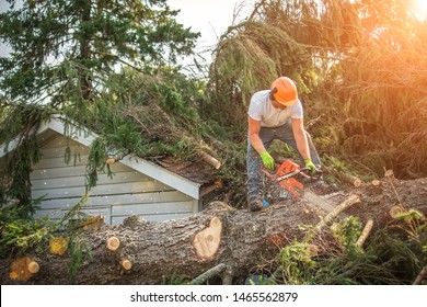 Lumberjack Cutting Tree. Man Cutting Trees Using An Electrical Chainsaw. Lumberjack. Cutting Tree. Electrical Chainsaw. Home Insurance. Insurance Storm.Storm Damage.Roof Damage. Tree Down.