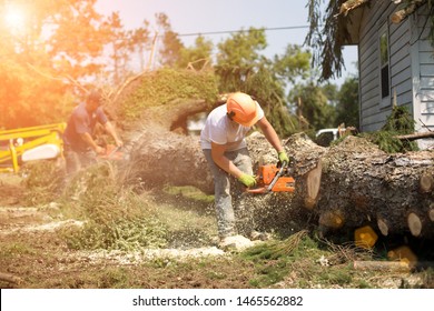 Lumberjack Cutting Tree. Man Cutting Trees Using An Electrical Chainsaw. Lumberjack. Cutting Tree. Electrical Chainsaw. Home Insurance. Insurance Storm.Storm Damage.Roof Damage. Tree Down.