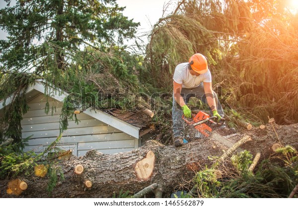 Lumberjack cutting tree. man cutting trees using an\
electrical chainsaw. Lumberjack. cutting tree. electrical chainsaw.\
Home insurance. insurance storm.Storm damage.Roof damage. tree\
down.