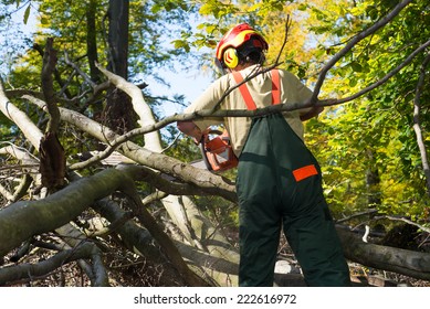 lumberjack fighting against underwood in forest