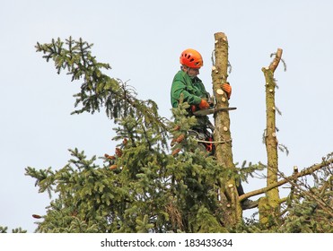 lumberjack in the fir tree top, cutting down a tree - Powered by Shutterstock