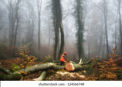 the  lumberjack and the forest