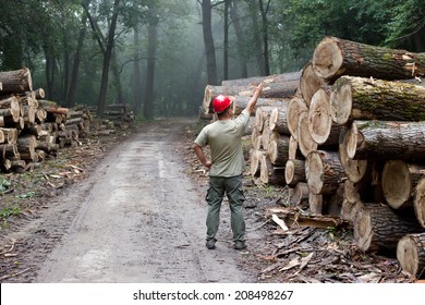 Lumberjack with helmet standing in front of stacked trunks in forest - Powered by Shutterstock