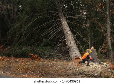 Lumberjack logger worker in protective gear cutting firewood timber tree in forest with chainsaw - Powered by Shutterstock