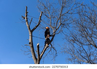 Lumberjack on a tree conducting mountaineering tree cutting