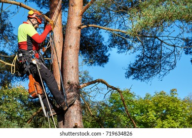 Lumberjack with saw and harness climbing a tree - Powered by Shutterstock