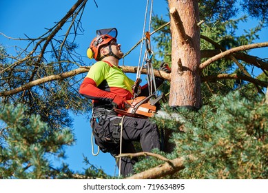 Lumberjack With Saw And Harness Climbing A Tree