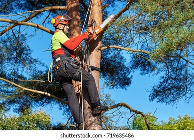 Lumberjack with saw and harness climbing a tree - Powered by Shutterstock