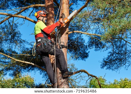 Lumberjack with saw and harness climbing a tree