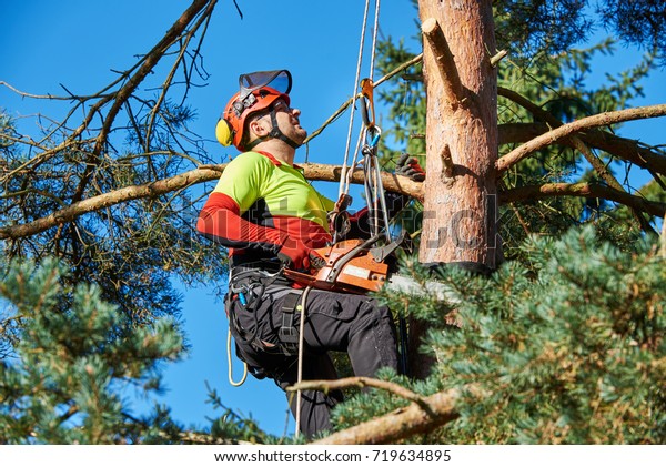 Lumberjack with saw\
and harness climbing a\
tree