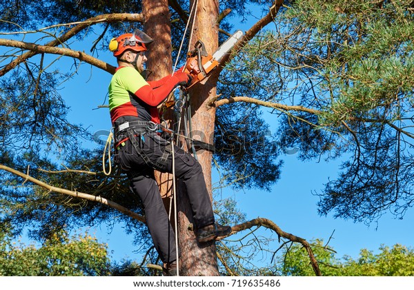 Lumberjack with saw\
and harness climbing a\
tree