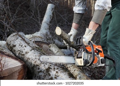 Lumberjack using chainsaw cutting big tree during the autumn close up