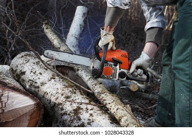 Lumberjack using chainsaw cutting big tree during the autumn close up