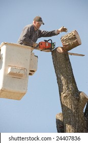 Lumberjacks Chopping Down A Tree