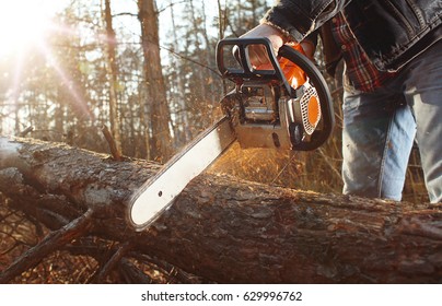 Lumberman Work Wirh Chainsaw In The Forest
