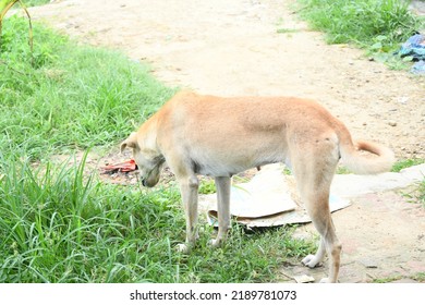 Lumbini, Nepal-August 14, 2022: 6 Road Dog Of Nepal,  Stock Photos - Shutterstock.com