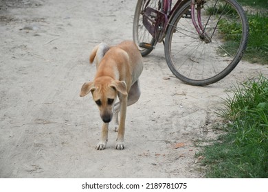 Lumbini, Nepal-August 14, 2022: 6 Road Dog Of Nepal,  Stock Photos - Shutterstock.com