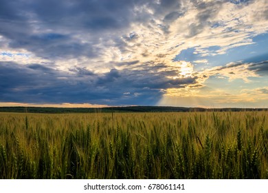 Lumen In The Clouds Over The Rye Field On A Summer Evening. Sunset Scene. Landscape.