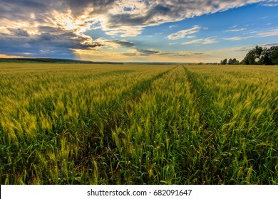 Lumen In The Clouds Over The Rye Field On A Summer Evening. Sunset Scene. Landscape.