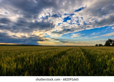 Lumen In The Clouds Over The Rye Field On A Summer Evening. Sunset Scene. Landscape.